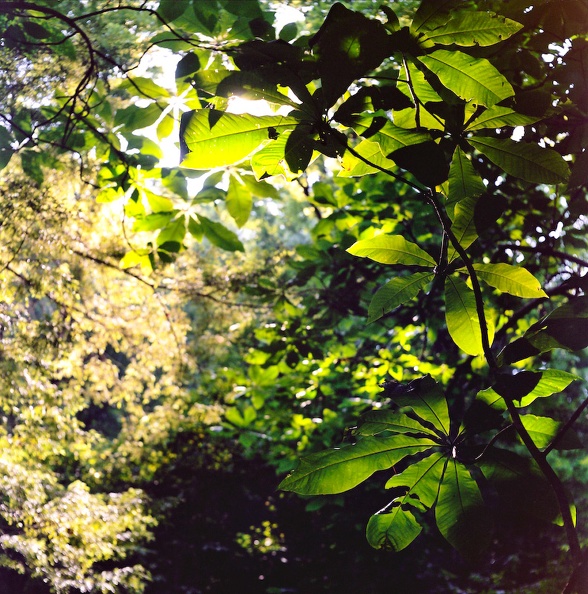 RRG - 09 - Umbrella Magnolia and Hemlock.jpg